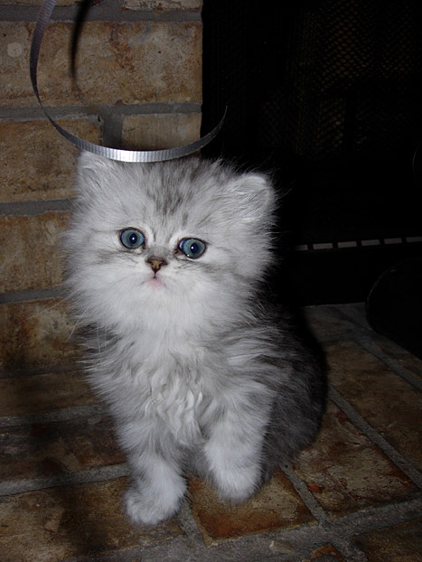 kitten.jpg