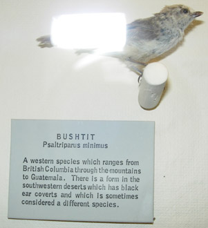 bushtit.jpg